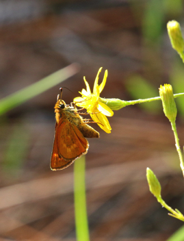 Meske's Skipper